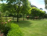 Horses grazing